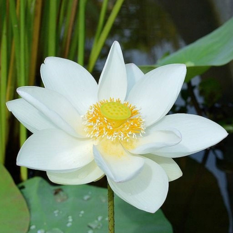 Kwiat Lotosu - Magiczne Nasiona do Twojego Ogrodu