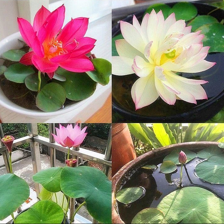 Kwiat Lotosu - Magiczne Nasiona do Twojego Ogrodu