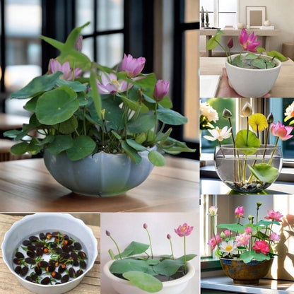 Kwiat Lotosu - Magiczne Nasiona do Twojego Ogrodu