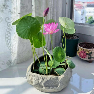 Kwiat Lotosu - Magiczne Nasiona do Twojego Ogrodu